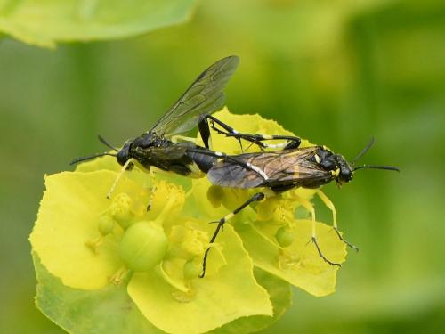 Réf. 229 242 : Macrophya montana